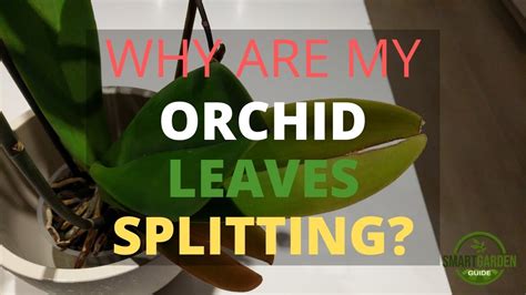 Do orchids feel pain?