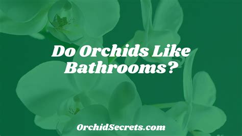 Do orchids like bathrooms?