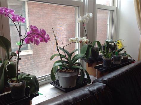 Do orchids need sunlight?