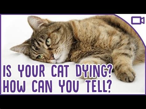 Do other cats know when one dies?