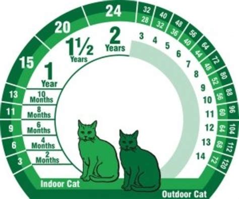 Do outdoor cats age faster?