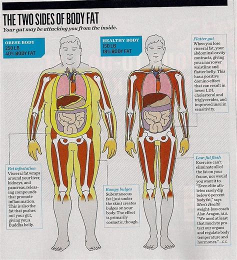 Do overweight people have bigger organs?