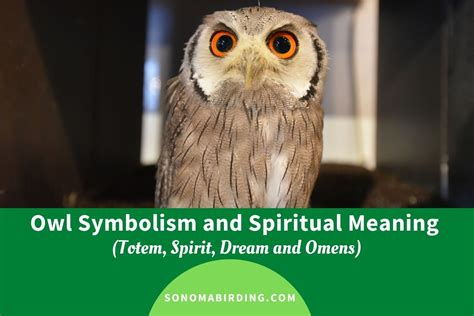 Do owls bring wisdom?