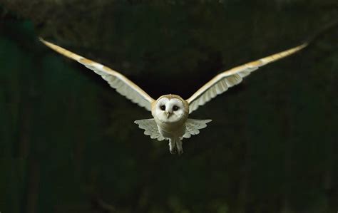 Do owls fly at night?