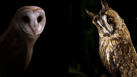 Do owls see better in the dark or light?