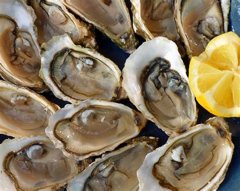 Do oysters feel pain?