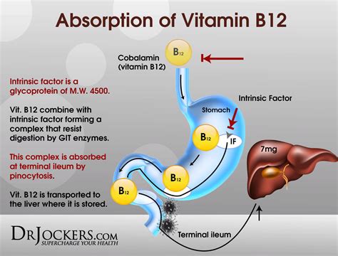 Do parasites cause B12 deficiency?