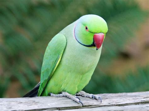 Do parrots actually love you?