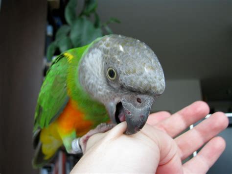 Do parrots bite playfully?