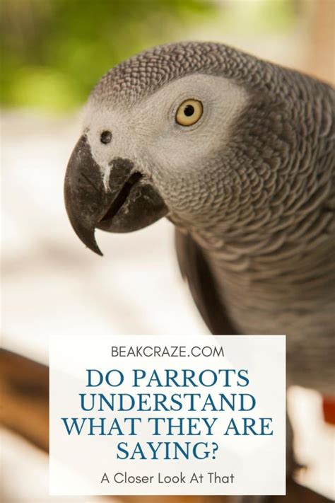 Do parrots copy everything you say?