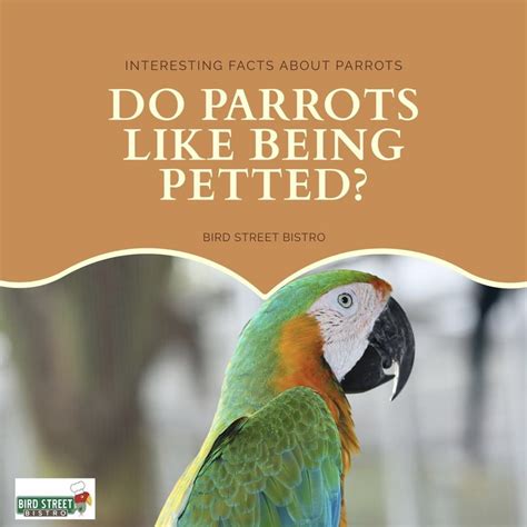 Do parrots enjoy being pet?