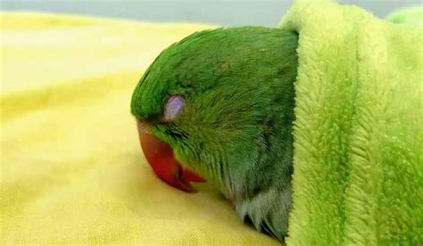 Do parrots ever sleep?
