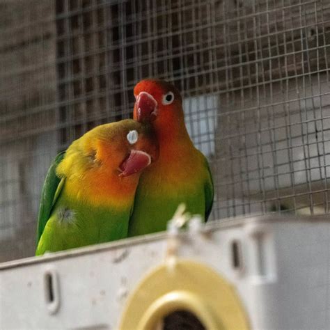 Do parrots get emotionally attached?