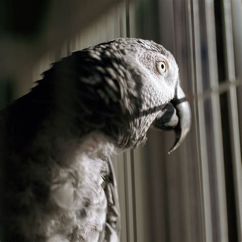 Do parrots get sad in cages?