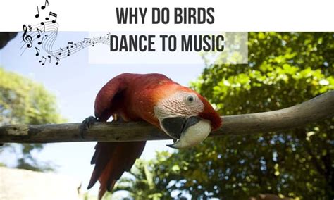 Do parrots hate loud music?