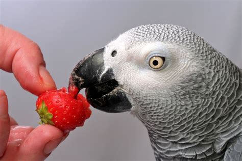 Do parrots have a favorite person?