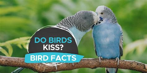 Do parrots know what kissing is?