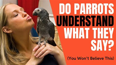 Do parrots know when you're mad?
