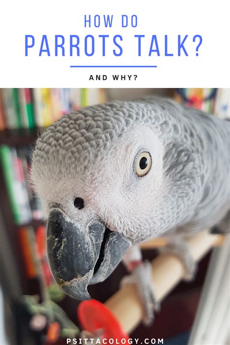 Do parrots know when you're upset?