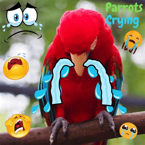 Do parrots know when you cry?
