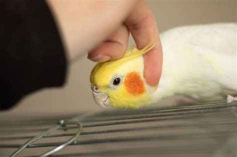 Do parrots like being touched?