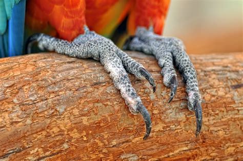 Do parrots like their feet touched?