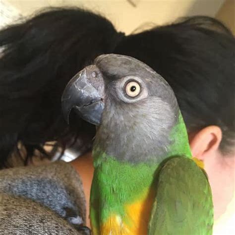 Do parrots like to cuddle?