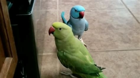 Do parrots love kisses?