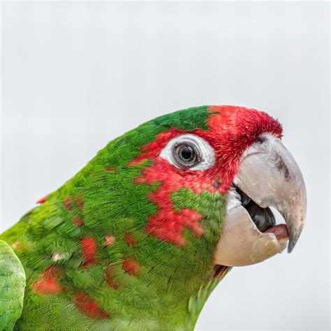 Do parrots remember their names?
