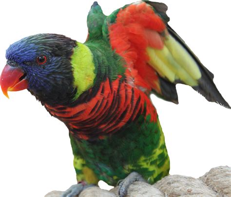 Do parrots respond to music?
