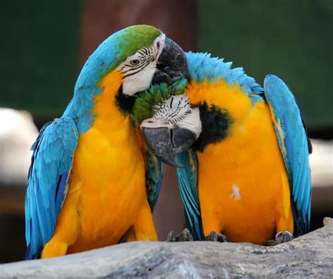 Do parrots show love?