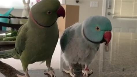 Do parrots talk to other parrots?
