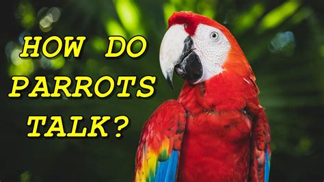 Do parrots talk when they're happy?
