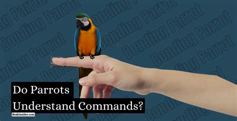 Do parrots understand commands?