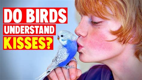 Do parrots understand kisses?