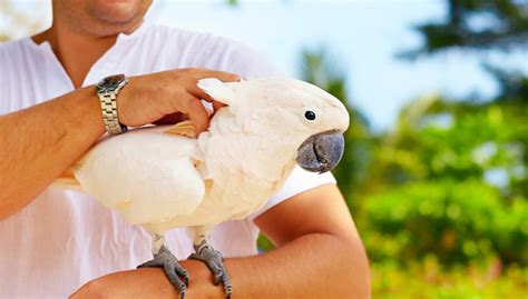 Do parrots understand punishment?