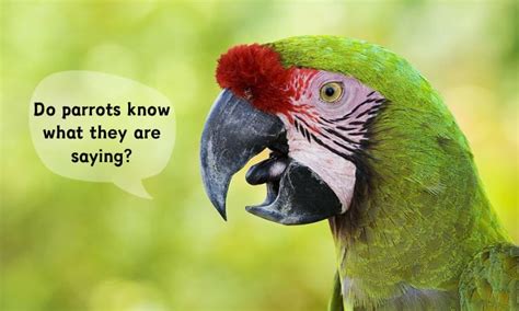 Do parrots understand scolding?