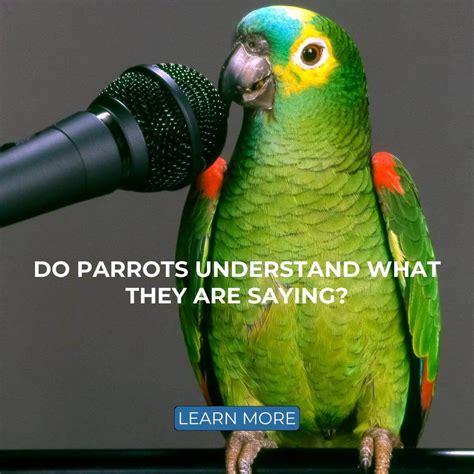 Do parrots understand the word no?