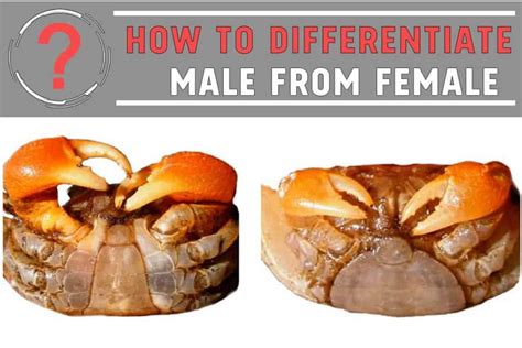 Do people prefer male or female crabs?