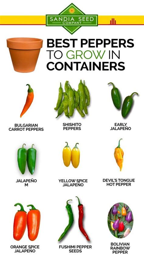 Do peppers do well in full sun?