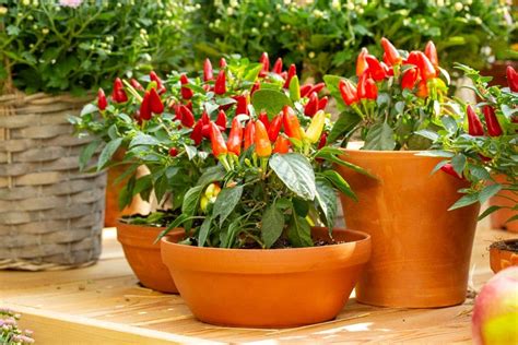 Do peppers grow better in pots or ground?