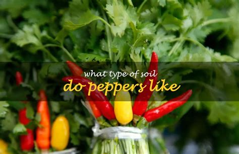 Do peppers like to touch each other?