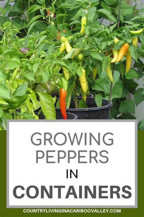 Do peppers need a lot of room to grow?