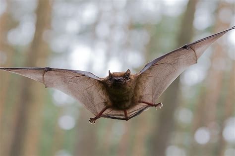 Do pet bats exist?