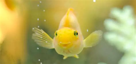 Do pet fish have feelings?
