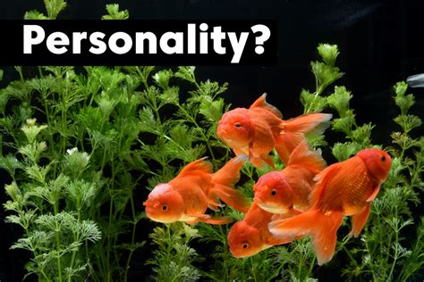 Do pet fish have personalities?
