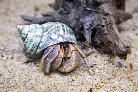 Do pet hermit crabs like to be held?