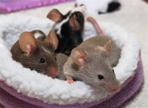 Do pet mice feel love?