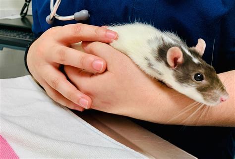 Do pet rats like to be held?