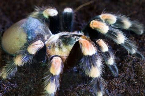 Do pet tarantulas stink?